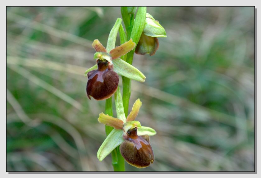 Ophrys sphegodes